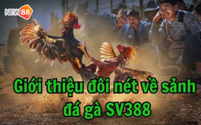 Sơ lược thông tin về sảnh đá gà SV388