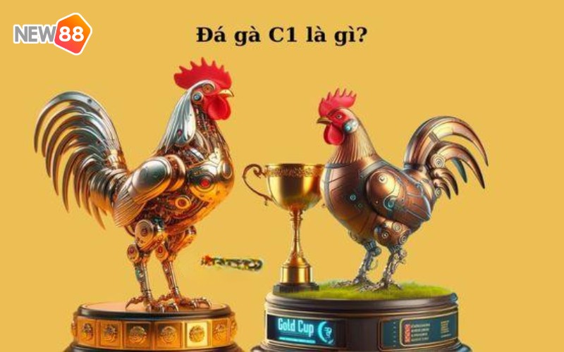 Giới thiệu trực tiếp đá gà C1