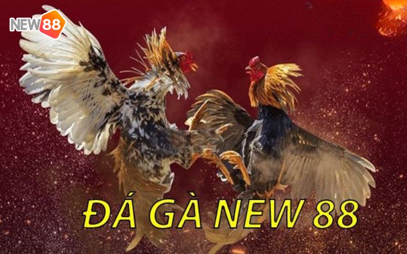 Khái quát đá gà trực tiếp tại New88