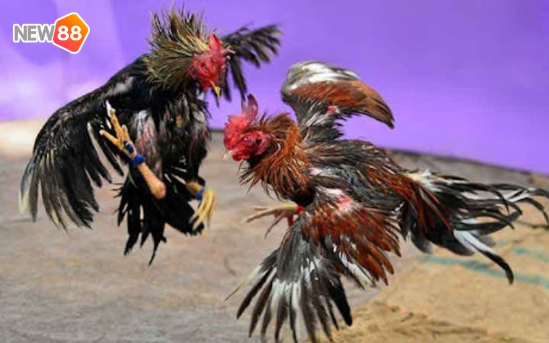 Kinh nghiệm chơi đá gà Thomo