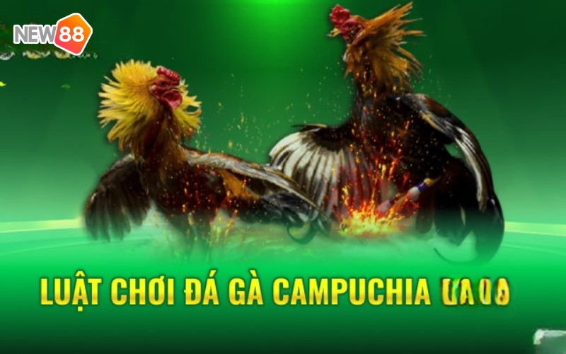 Luật chơi tại trường gà C3 Campuchia