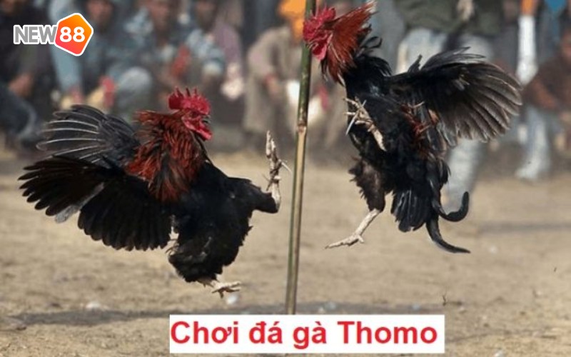 Những cửa cược dành cho hội viên