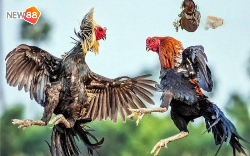 Đặc điểm hấp dẫn khi tham gia sảnh game